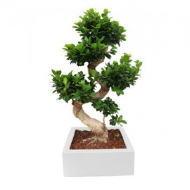 Bonsai Ficus "s" Shape