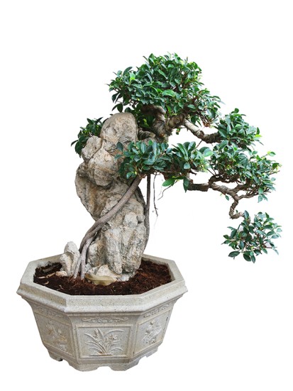 TAIWAN FICUS H. 90/95 CM