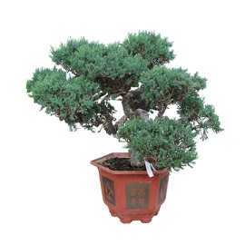 Bonsai, Grandi Dimensioni