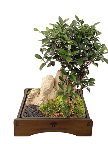 BONSAI SAIKEI B. 27 CM