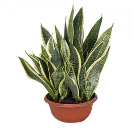 Sansevieria Mix In Container