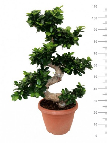 BONSAI F. GINSENG "S" SHAPE IN CONTAINER D. 35 H. 110 CM 