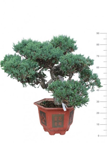 JUNIPERUS CHINENSIS H. 90/95 CM