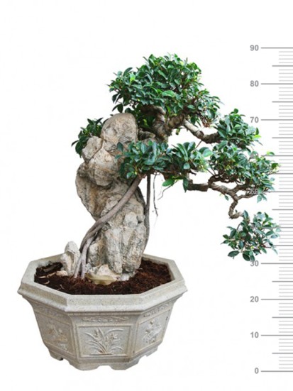 TAIWAN FICUS H. 90/95 CM