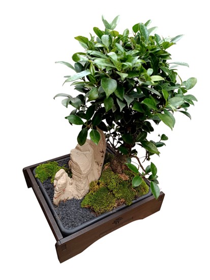 BONSAI SAIKEI B. 27 CM