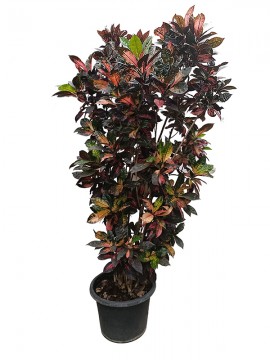 CROTON MRS. ICETON IN CONTAINER D. 50 H. 230 CM