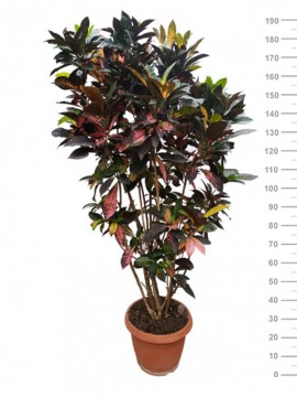 CROTON MRS. ICETON  IN CONTAINER D. 35 H. 190 CM