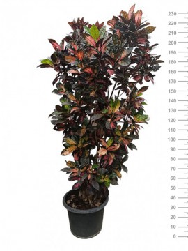CROTON MRS. ICETON IN CONTAINER D. 50 H. 230 CM